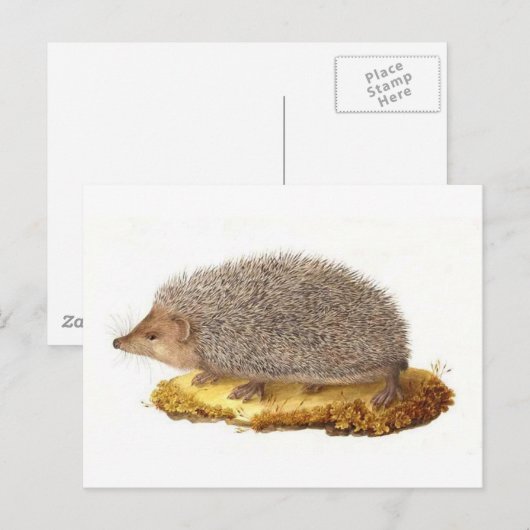 Woodland Hedegel Briefkaart (Voorkant / Achterkant)