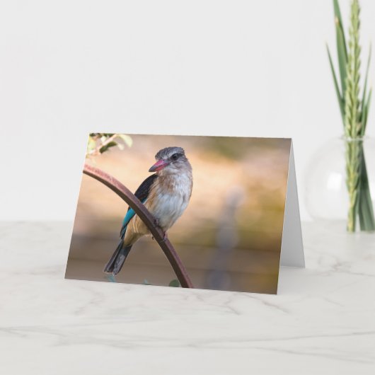 Woodland kingfisher, Botswana Feestdagen Kaart (Voorkant)