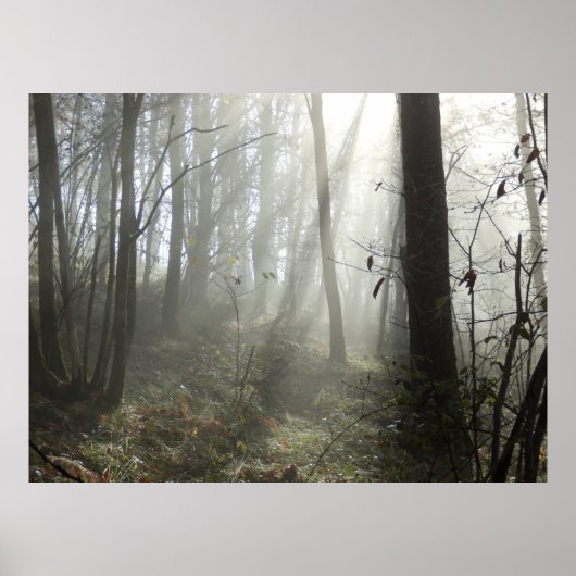 Woodland Morning Mist Poster (Voorkant)