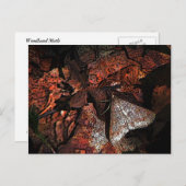Woodland Moth Briefkaart (Voorkant / Achterkant)