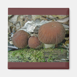 Woodland Mushrooms Coördinerende items Magneet