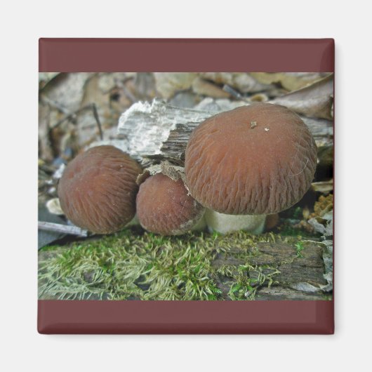 Woodland Mushrooms Coördinerende items Magneet (Voorkant)