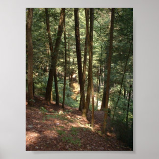 Woodland Paradise Poster