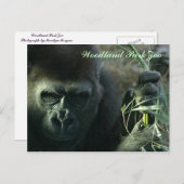 Woodland Park Zoo Gorilla Briefkaart (Voorkant / Achterkant)