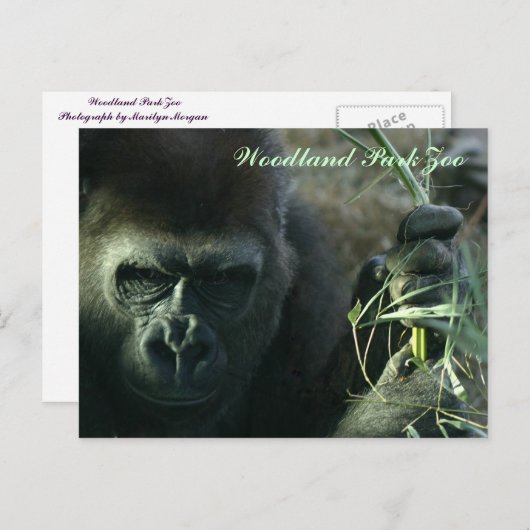 Woodland Park Zoo Gorilla Briefkaart (Voorkant / Achterkant)