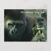 Woodland Park Zoo Gorilla Briefkaart (Voorkant)