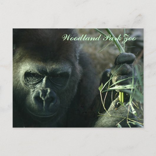 Woodland Park Zoo Gorilla Briefkaart (Voorkant)