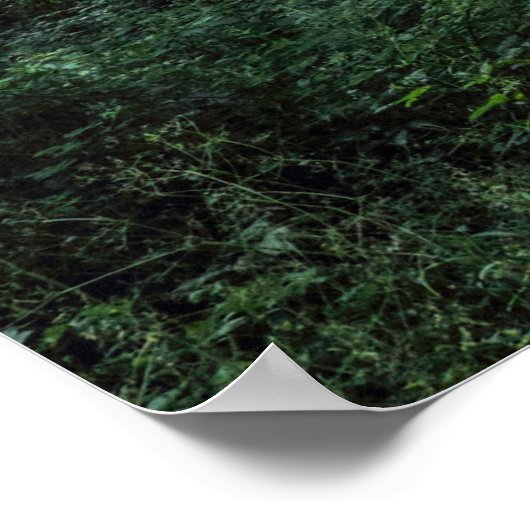 Woodland Path. Blackweir Bossen, Cardiff, Wales. Poster (Hoek)