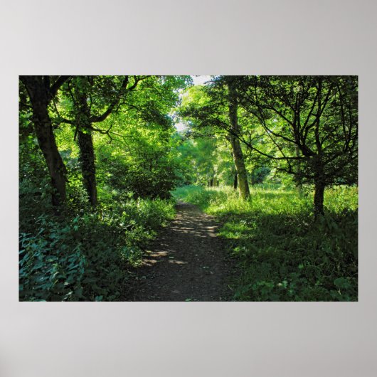 Woodland Path. Blackweir Bossen, Cardiff, Wales. Poster (Voorkant)