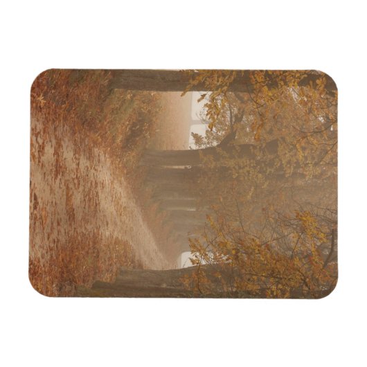 Woodland Path gelinkt door Autumn Trees Foto Magneet (Horizontaal)