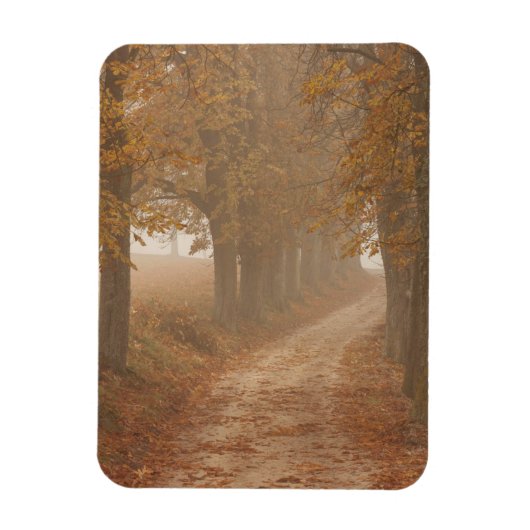Woodland Path gelinkt door Autumn Trees Foto Magneet (Verticaal)