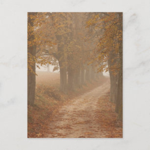Woodland Path Lined by Autumn Trees Briefkaart