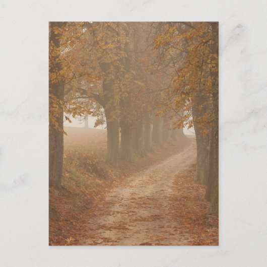 Woodland Path Lined by Autumn Trees Briefkaart (Voorkant)