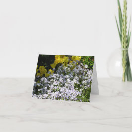 Woodland phlox (Phlox divaricata) kaart