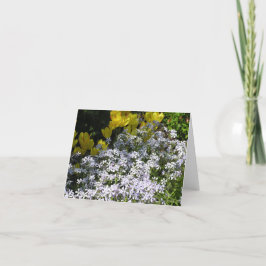 Woodland phlox (Phlox divaricata) kaart