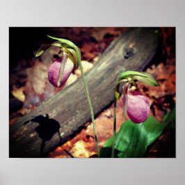 Woodland Pink Wild Lady Slipper Orchid Flowers Poster