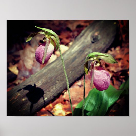 Woodland Pink Wild Lady Slipper Orchid Flowers Poster (Voorkant)