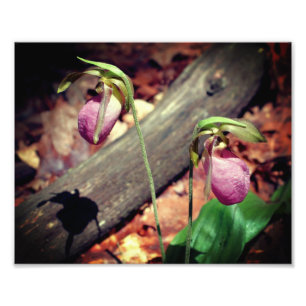 Woodland Pink Wild Lady Slipper Orchidee Bloem 8x1 Foto Afdruk