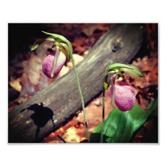 Woodland Pink Wild Lady Slipper Orchidee Bloem 8x1 Foto Afdruk (Voorkant)
