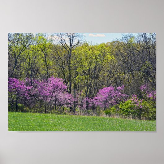 Woodland Redbud Trees Shawnee Mission Parks Kansas Poster (Voorkant)