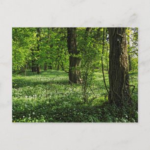 Woodland Scene. Blackweir Bossen, Cardiff Briefkaa Briefkaart