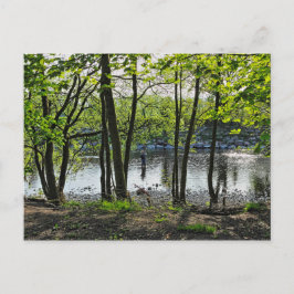 Woodland Scene. Blackweir Bossen, Cardiff Briefkaa Briefkaart