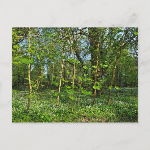 Woodland Scene. Blackweir Bossen, Cardiff Briefkaa Briefkaart