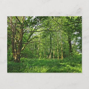 Woodland Scene. Blackweir Bossen, Cardiff Briefkaa Briefkaart