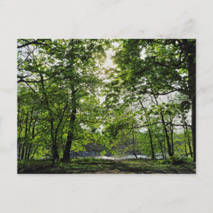 Woodland Scene. Blackweir Bossen, Cardiff Briefkaa Briefkaart