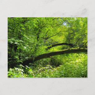 Woodland Scene Briefkaart