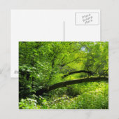 Woodland Scene Briefkaart (Voorkant / Achterkant)