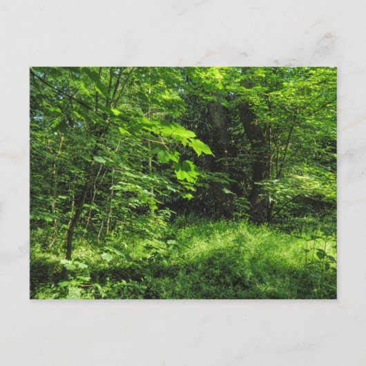 Woodland Scene Briefkaart (Voorkant)