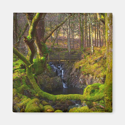 Woodland Scene Magnet (Voorkant)