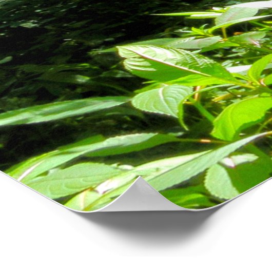 Woodland Scene Poster (Hoek)