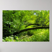 Woodland Scene Poster (Voorkant)