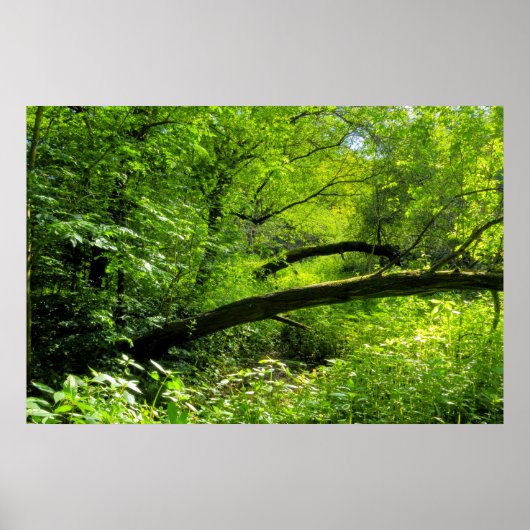 Woodland Scene Poster (Voorkant)
