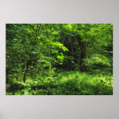 Woodland Scene Poster (Voorkant)