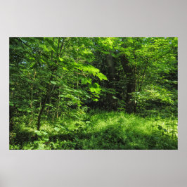 Woodland Scene Poster