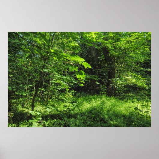 Woodland Scene Poster (Voorkant)