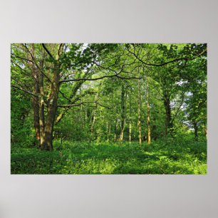 Woodland Scene. Zwarte Bossen, Cardiff Poster
