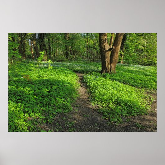 Woodland Scene. Zwarte Bossen, Cardiff Poster (Voorkant)
