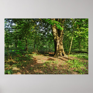 Woodland Scene. Zwarte Bossen, Cardiff Poster