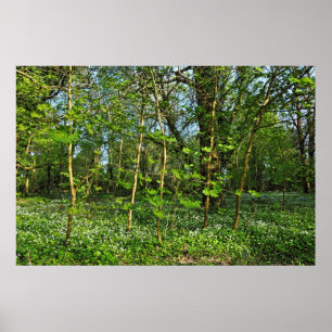 Woodland Scene. Zwarte Bossen, Cardiff Poster