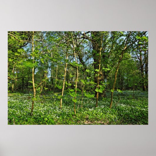 Woodland Scene. Zwarte Bossen, Cardiff Poster (Voorkant)