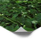 Woodland Scene. Zwarte Bossen, Cardiff Poster (Hoek)