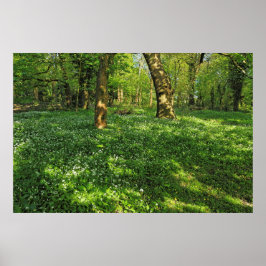 Woodland Scene. Zwarte Bossen, Cardiff Poster