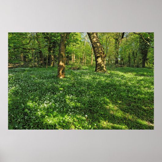 Woodland Scene. Zwarte Bossen, Cardiff Poster (Voorkant)