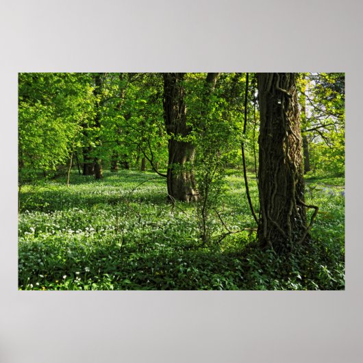 Woodland Scene. Zwarte Bossen, Cardiff Poster (Voorkant)