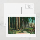 Woodland SceneEugene, OR Briefkaart (Voorkant / Achterkant)