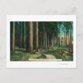 Woodland SceneEugene, OR Briefkaart (Voorkant)